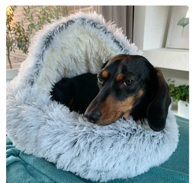 2-in1 Pet Bed Wear for Art Thou